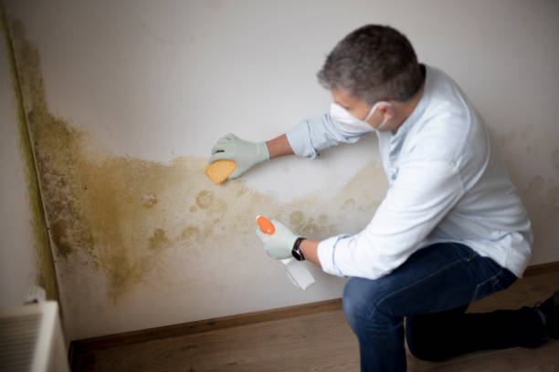 Best Post-Remediation Verification Testing  in Cambria, IL