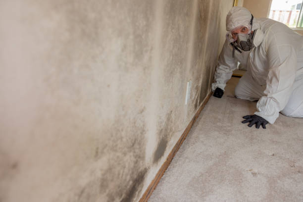 Best Crawl Space Mold Remediation  in Cambria, IL